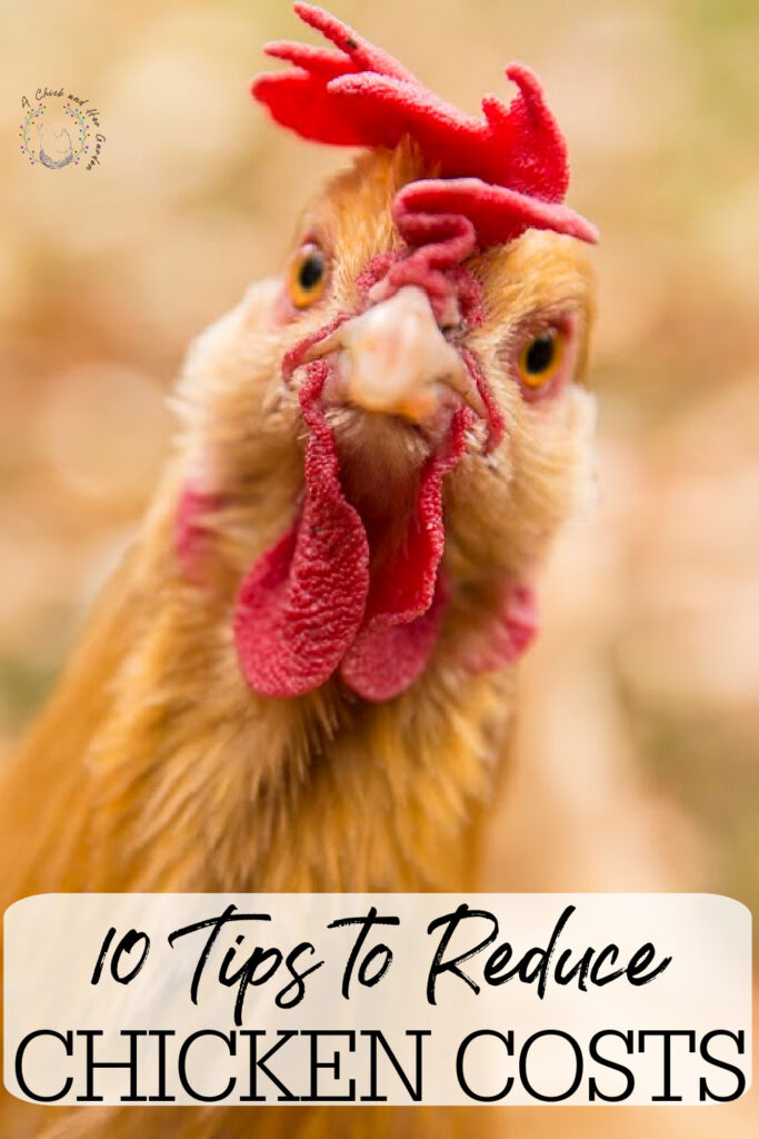 10 Tips For Cutting Chicken Costs - A Chick And Her Garden