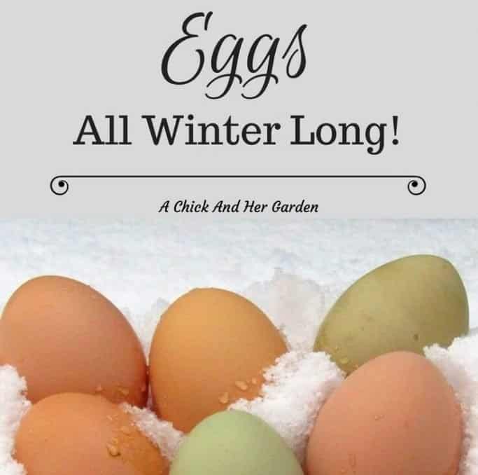 Check out how they keep in eggs through the winter months!