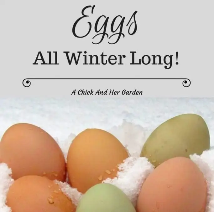 Check out how they keep in eggs through the winter months!