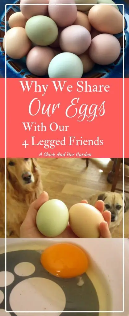 Should you let your dogs eat eggs? We think so! Check out all the benefits!