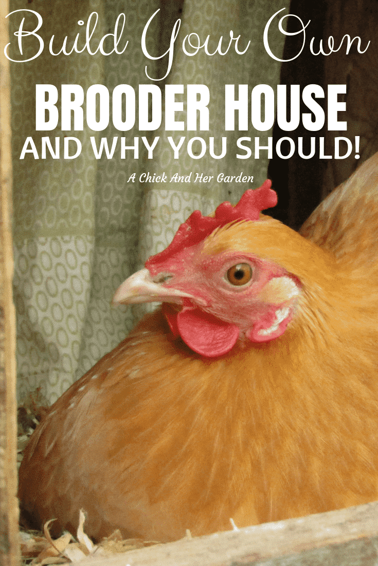How To Build A Brooder House, And Why You Need One A Chick And Her Garden