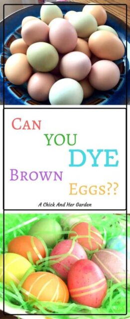 But, Can You Dye Brown Eggs? - A Chick And Her Garden
