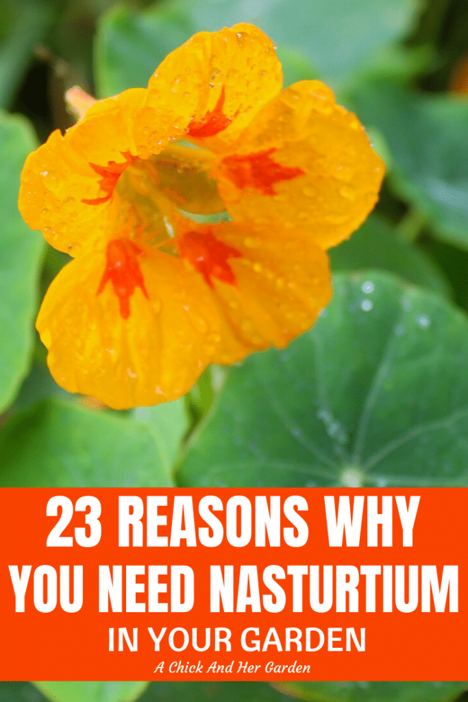 23 Reasons Why You Need Nasturtium In Your Garden A Chick And Her Garden
