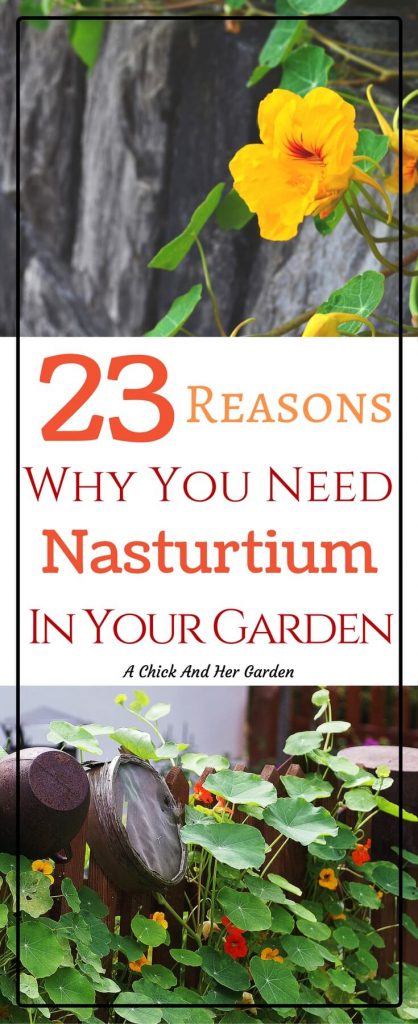 Nasturtiums have to be one of my favorite annuals. It's also an amazing edible plant for our chickens! Check out why you need nasturtium your garden this year!