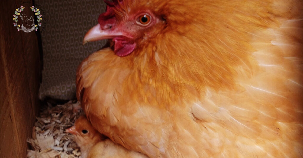 How To Build A Brooder House, And Why You Need One A Chick And Her Garden