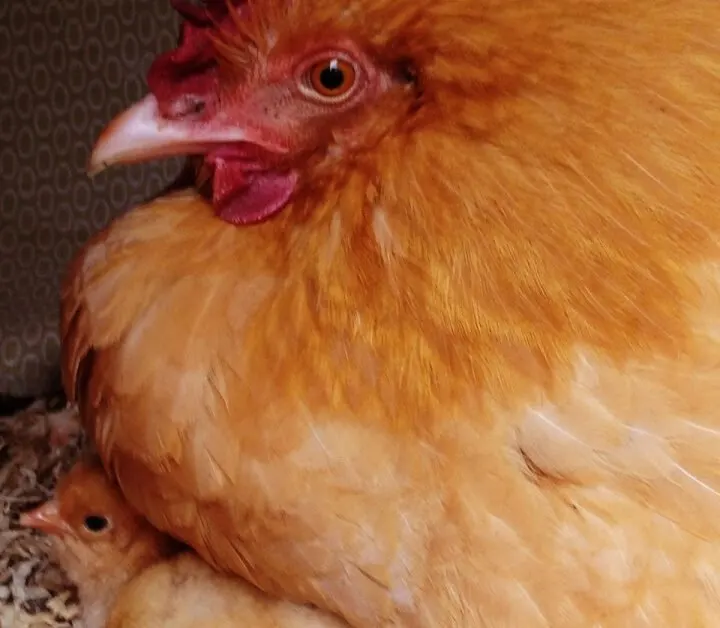 buff orpington hen in a nest with a chick peeking out from under her chest
