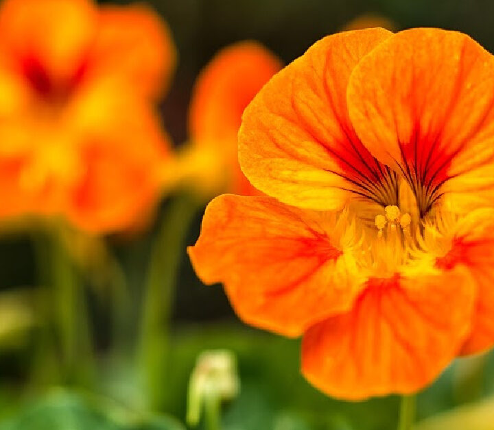 closeup of an orange nasturtium flower with blurred flowers in the background