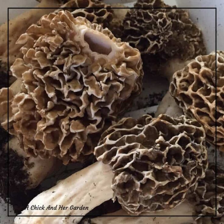 Goat Cheese and Morel Mushroom Pizza A Chick And Her Garden