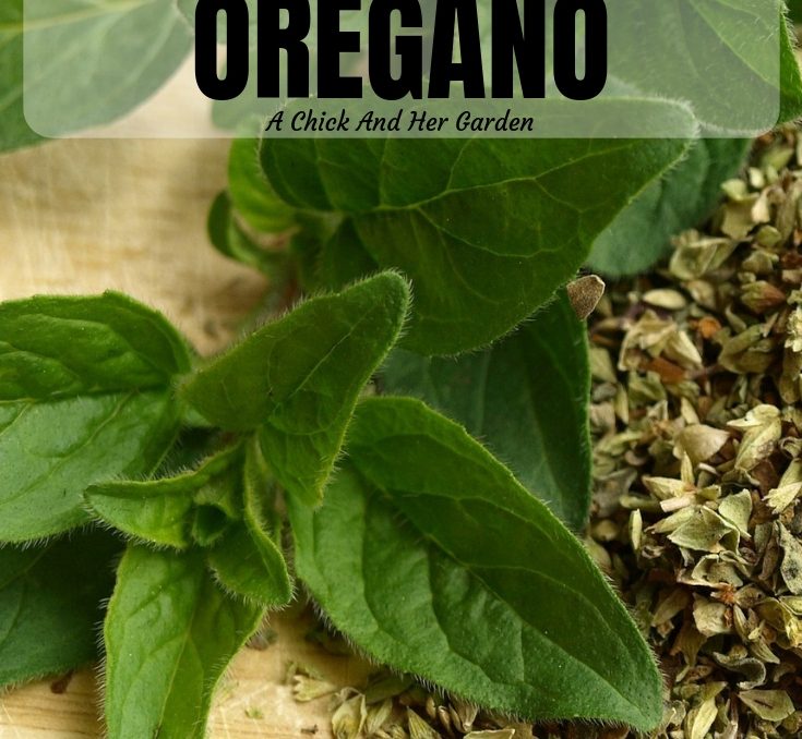 How To Grow, Use, and Dry Oregano A Chick And Her Garden