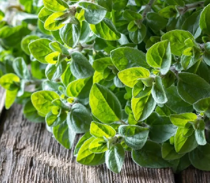 fresh oregano on a wooden board