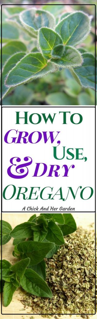 Oregano is not only an awesome addition to our food, but also has baffling health benefits! Check out how to grow oregano and why you should!