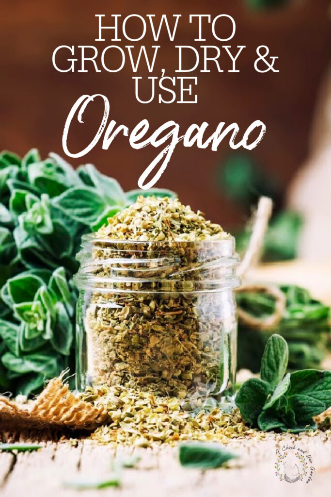 How To Grow, Use, and Dry Oregano A Chick And Her Garden