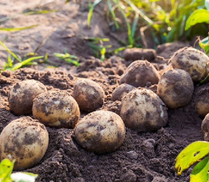 fresh organic potatoes dug up in the field