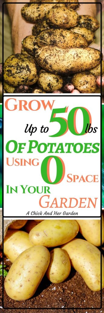Potatoes taking up too much space in your garden? Check out how we grow them using NO SPACE!
