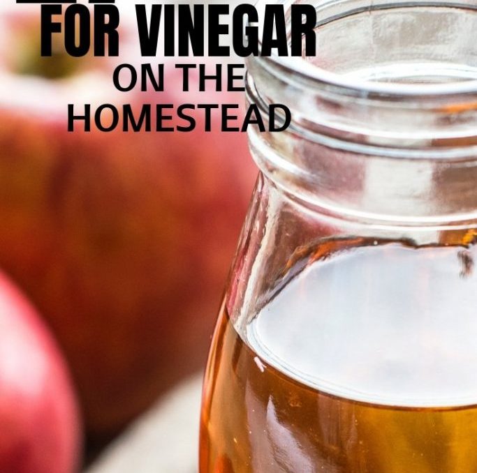 We go through so much vinegar on our homestead! But surprisingly we've actually saved money because of it! This is a great list of ways you can use vinegar on your homestead! #naturalcleaning #vinegarforlivestock #naturalhealth #applecidarvinegaruses #vinegararoundthehouse #achickandhergarden