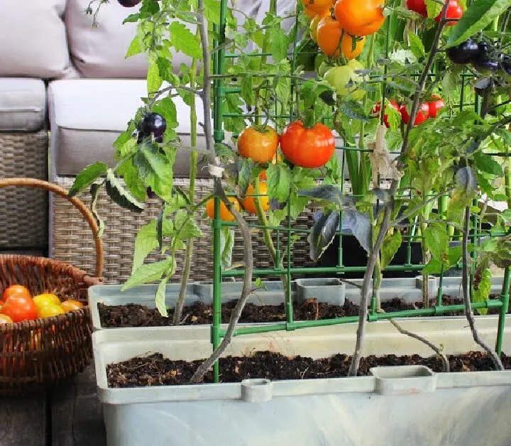 tomatoes growing in containers and a basket of harvested tomatoes