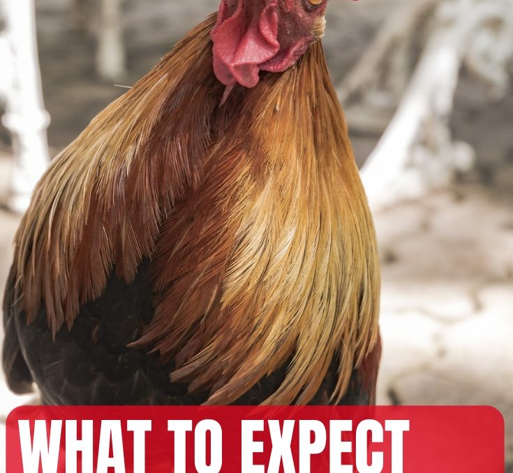 What To Expect When You Keep A Rooster In Your Flock A Chick And Her