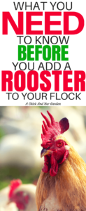 Roosters have a bad rep, and some of them have earned it! Here's what to expect when you add a rooster to your flock. #rooster #chickens #backyardchickens #homesteading #selfsufficiency #achickandhergarden