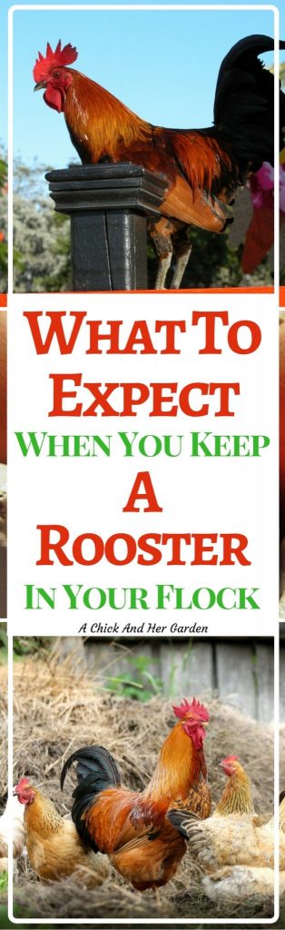 Is a rooster a good idea for your flock? Here are some pros and cons to help you decide!