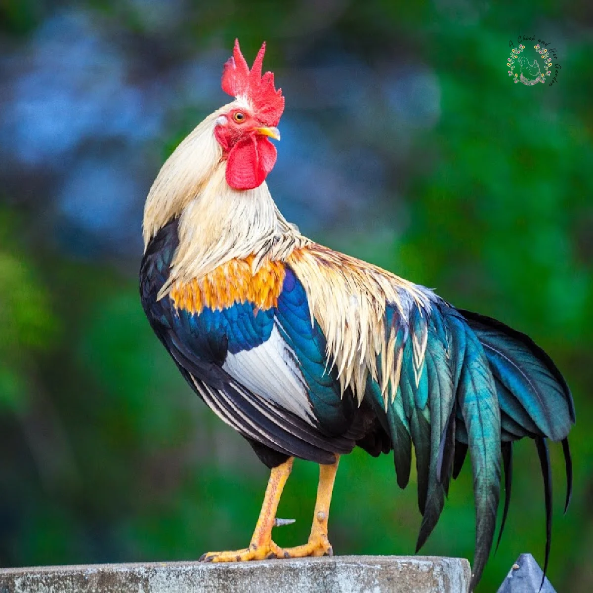 What To Expect When You Keep A Rooster In Your Flock - A Chick And Her  Garden