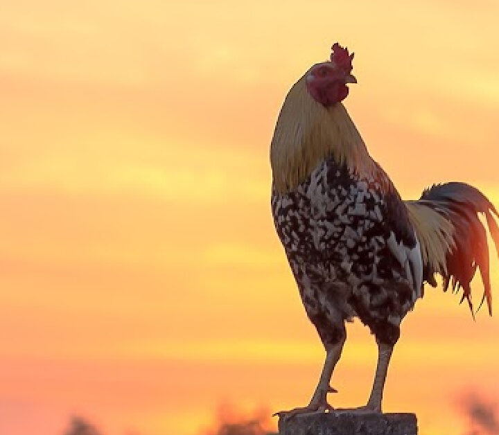 speckled rooster standing on a fence post in front of a sunset