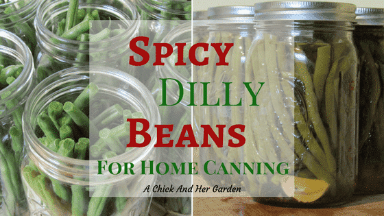 Spicy Dilly Beans