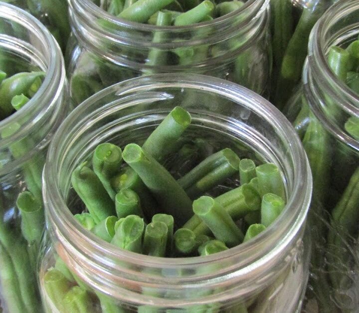 fresh green beans in canning jars