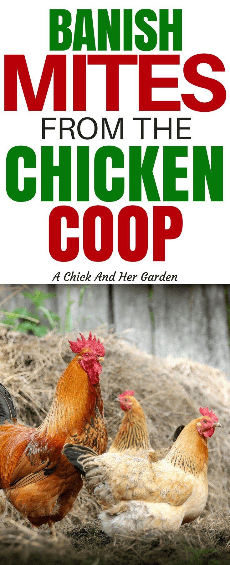 How To Treat Your Chicken Coop For Mites A Chick And Her Garden