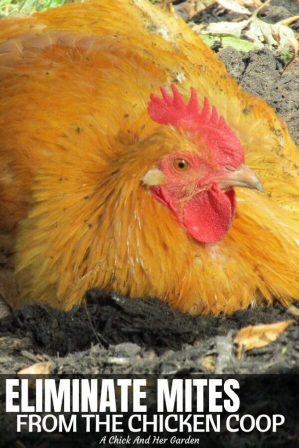 How To Treat Your Chicken Coop For Mites A Chick And Her Garden
