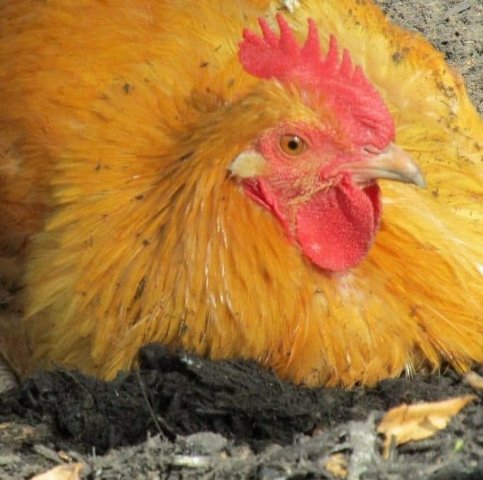 How To Treat Your Chicken Coop For Mites A Chick And Her Garden