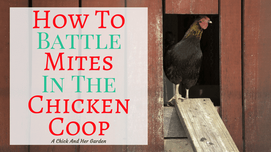 View of How To Treat Your Chicken Coop For Mites - A Chick And Her Garden