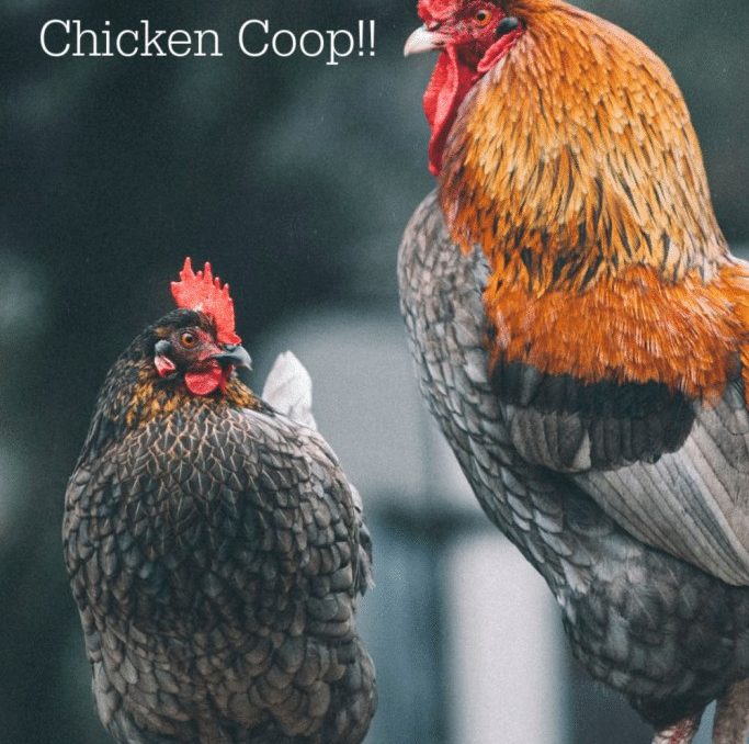 How To Treat Your Chicken Coop For Mites A Chick And Her Garden