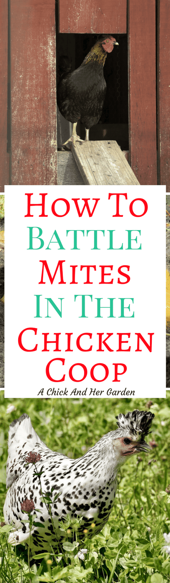 Does your coop have mites?! Don't fret! Take these steps to treat your chicken coop for mites!