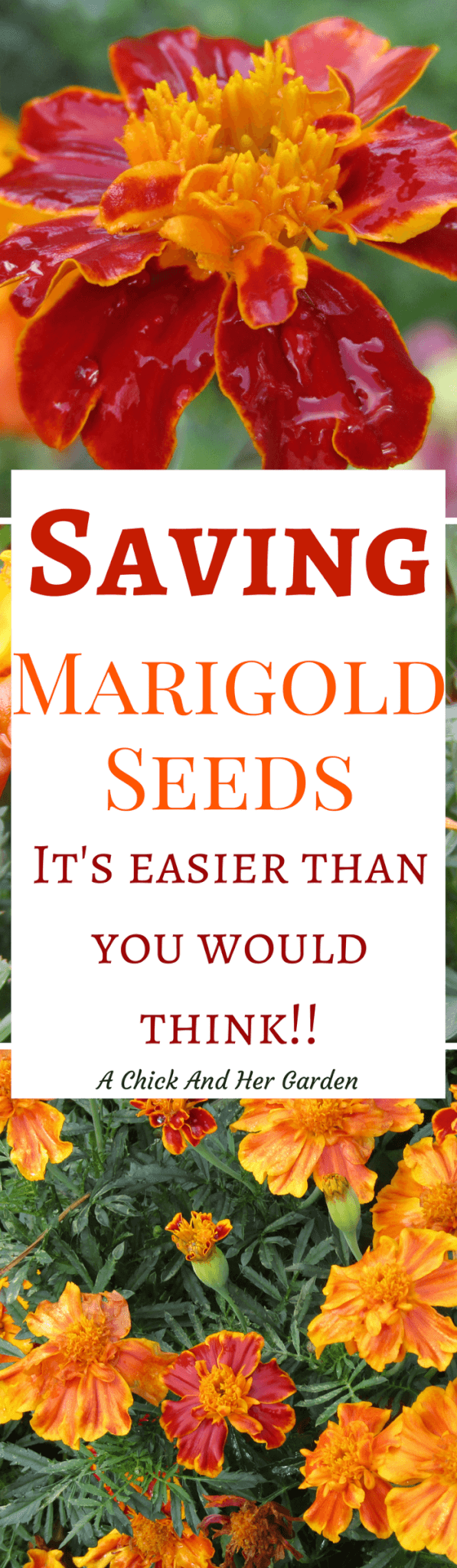 Ordering seeds every year can get expensive! By saving your own Marigold seeds it can put a dent in that bill! Check out how!
