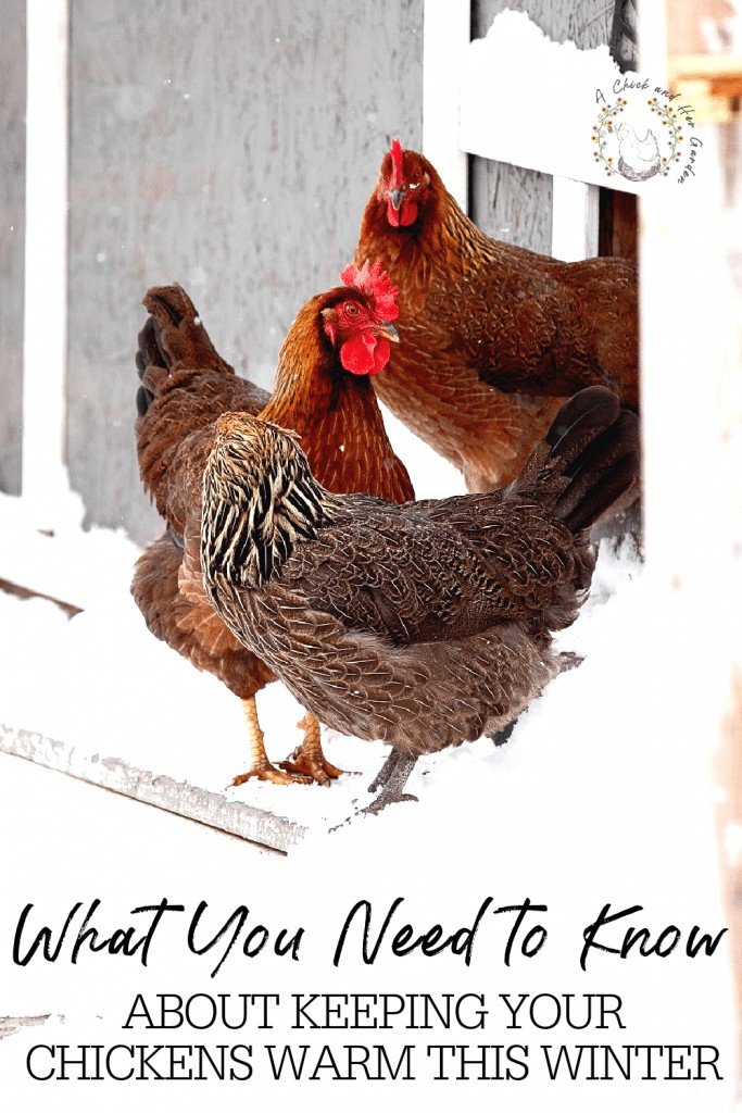 When you have your first winter with chickens it can be a little overwhelming to try and figure out how to care for them! These foolproof steps will keep your chickens safe and warm all winter long, and you won't add a cent to your electric bill! #raisingchickens #chickensinthewinter #keepingchickenswarminthewinter #backyardpoultry #chickens #backyardchickens #homesteadchickens #achickandhergarden