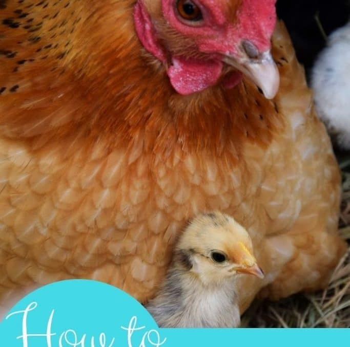 It's hard not to worry about your chickens in the winter! The tips in this post have helped keep my chickens happy and warm this winter! #winterchickens #backyardchickens #chickenswarminwinter #raisingchickens #achickandhergarden