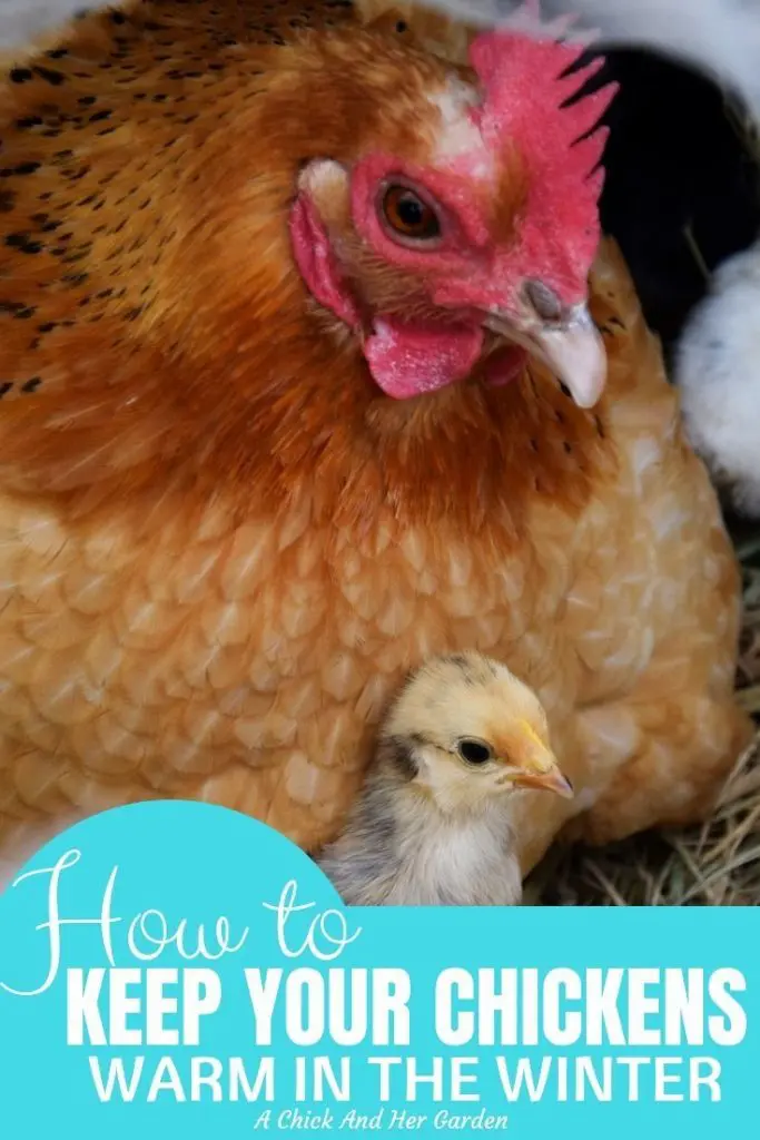 It's hard not to worry about your chickens in the winter! The tips in this post have helped keep my chickens happy and warm this winter! #winterchickens #backyardchickens #chickenswarminwinter #raisingchickens #achickandhergarden