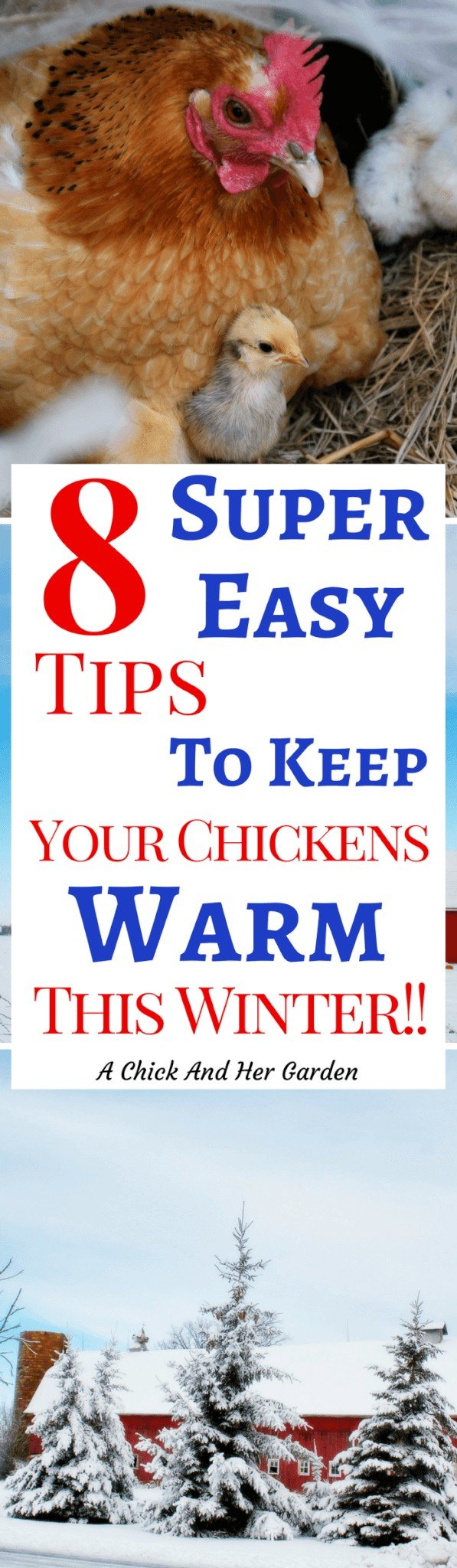 Keeping chickens warm in the winter can seem like a daunting task. But if you follow these tips from the start they'll be toasty warm in the chicken coop!