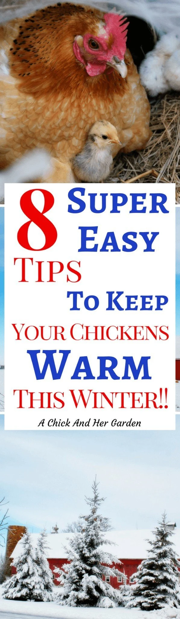 Keeping chickens warm in the winter can seem like a daunting task. But if you follow these tips from the start they'll be toasty warm in the chicken coop!