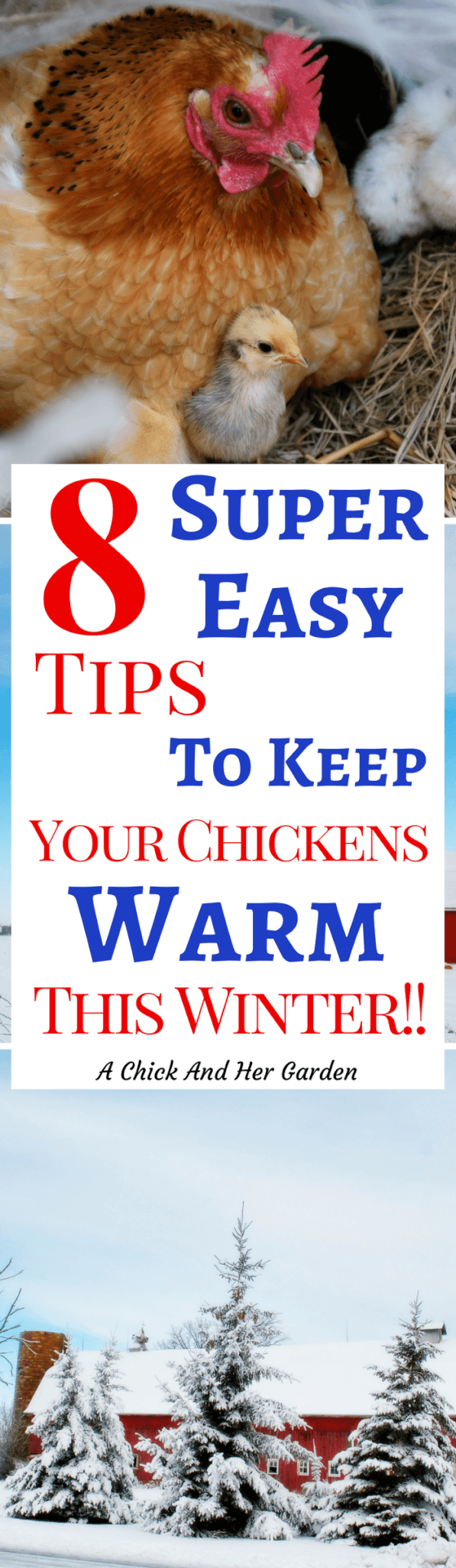 Keeping chickens warm in the winter can seem like a daunting task. But if you follow these tips from the start they'll be toasty warm in the chicken coop!