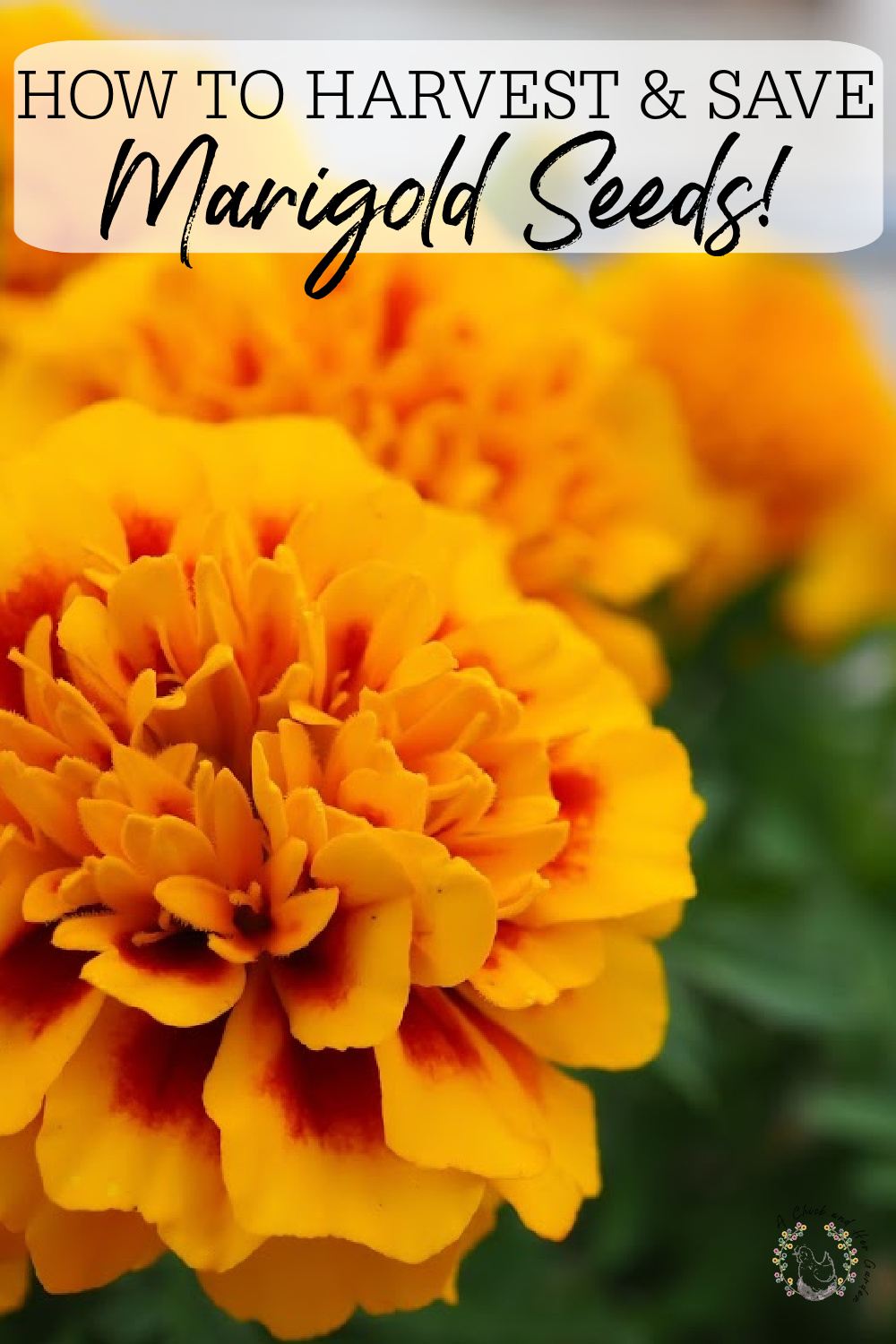 marigold close up in pinterest image