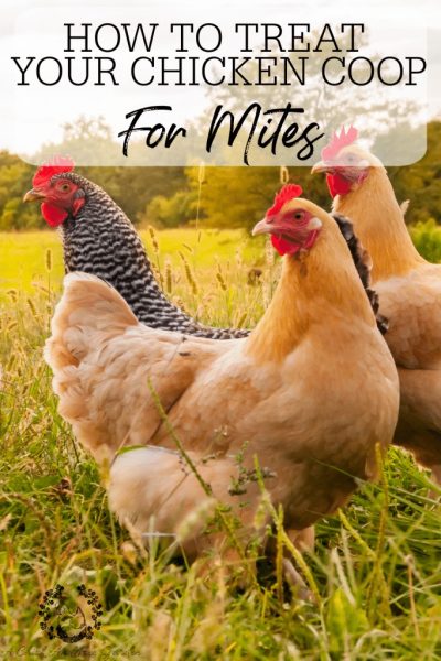 How To Treat Your Chicken Coop For Mites - A Chick And Her 