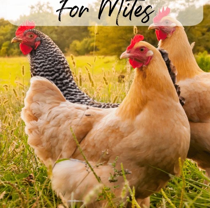 How To Treat Your Chicken Coop For Mites A Chick And Her Garden