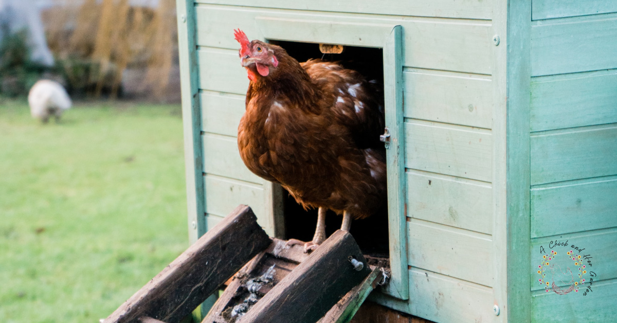 How To Treat Your Chicken Coop For Mites A Chick And Her Garden