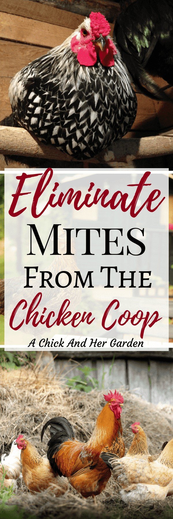 How To Treat Your Chicken Coop For Mites A Chick And Her Garden