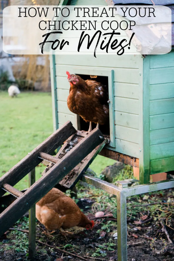 light green chicken coop with a ladder for a ramp and one chicken peeking out of the door and another on the ground under the ladder