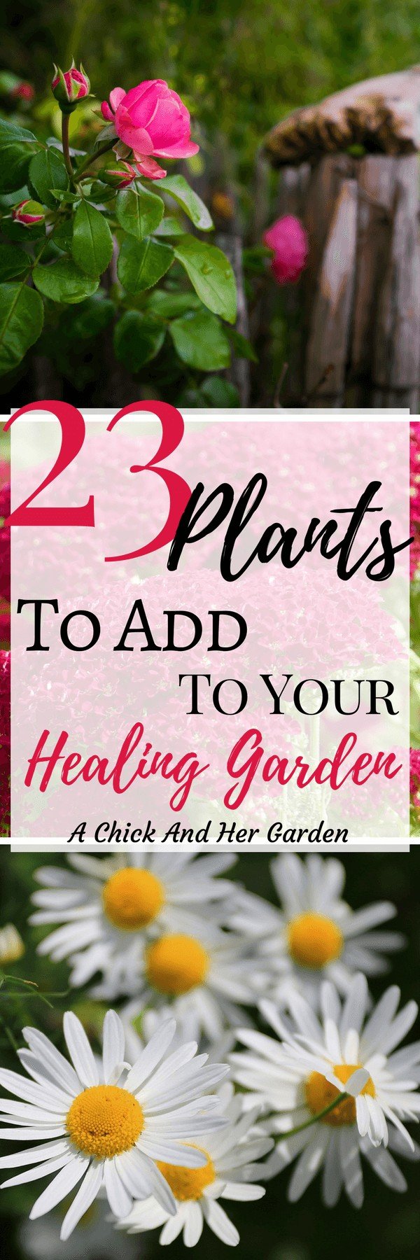 What to Plant in a Healing Garden
