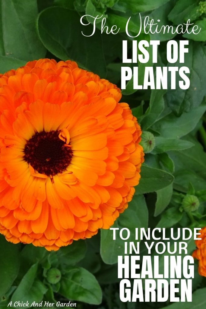 What to Plant in a Healing Garden