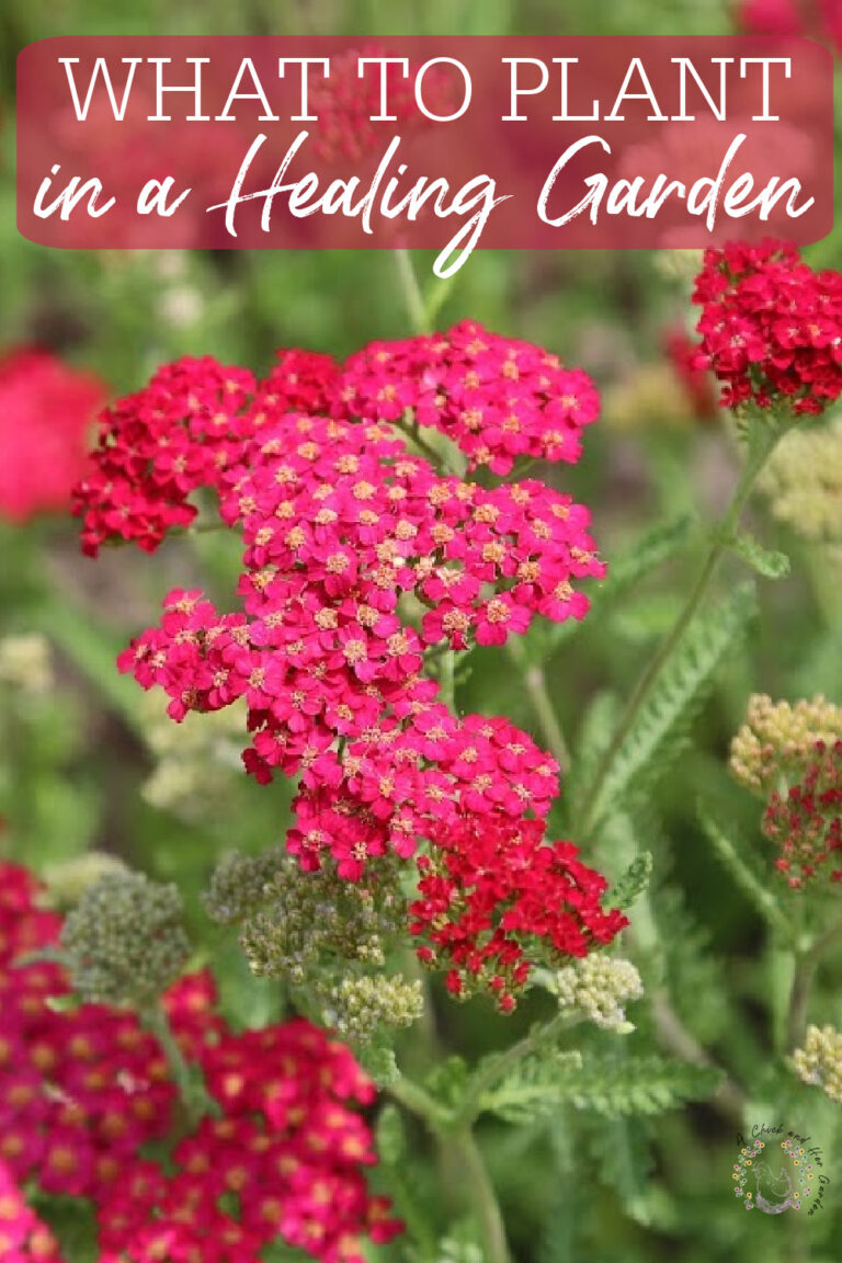 What to Plant in a Healing Garden A Chick And Her Garden