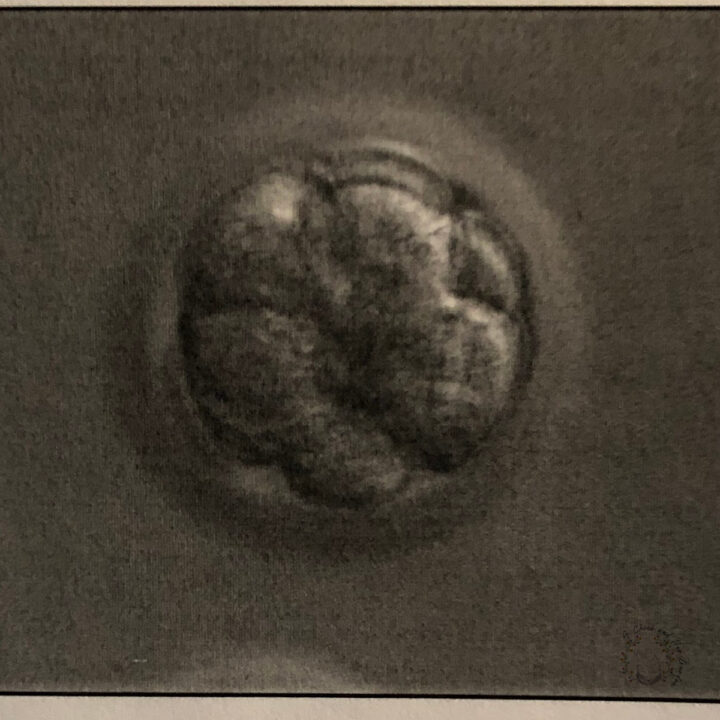 three day embryo